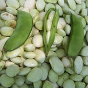 White Dixie Butterpea